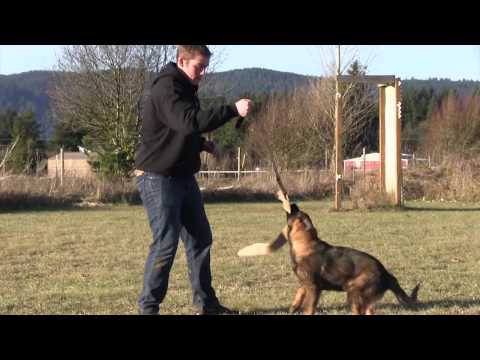 How To Select A German Shepherd Puppy - why the grip is important How To Select A German Shepherd Puppy - why the grip is important