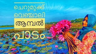 Episode 52 : ചെറുമുക്ക് ആമ്പൽ പാടം /  pink water Lillies kerala / Malappuram #waterlilies