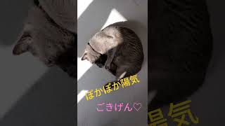 猫　日向ぼっこ　ゴロゴロ