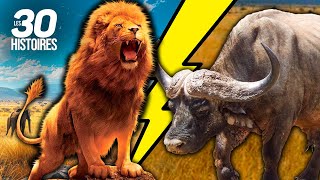 Des buffles qui attaquent des lions ? 🦁🐃 - les histoires insolites