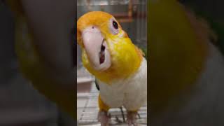 むぎ子登場　【シロハラインコ】 #caique　#シロハラインコ