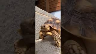 可愛くトコトコ歩く陸亀❤️道の駅　海亀公園