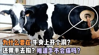 为什么要在牛身上开个洞？还经常用手去掏？难道牛不会痛吗？