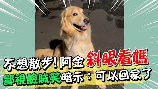 不想散步！阿金斜眼看媽 鄙視臉賊笑暗示：可以回家了@吃瓜第一排teatime