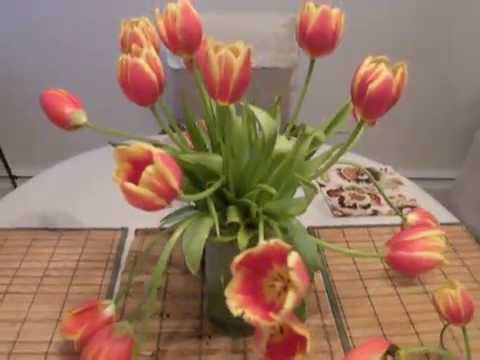 Droopy tulips: how to make them upright. Droopy tulips: how to make them upright.