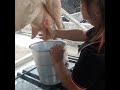 sannen goat milking process