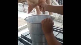 Sannen Goat Milking Process