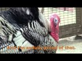 albuquerque turkey children s song thanksgiving