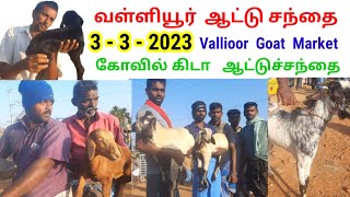 3 -3 -2023 / வள்ளியூர் ஆட்டு சந்தை / Vallioor Goat Market  / கோவில் கிடா / @tamilvivasayi