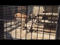 骨と肉を喰らうトラ ド迫力 目の前までトラ接近 　tiger to eat meat.tiger closest approach