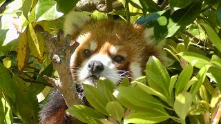 レッサーパンダ　ショウショウくん　笹の葉を食べ尽くしたみたい　【日本平動物園】Red panda Shosho-kun Nihondaira Zoo