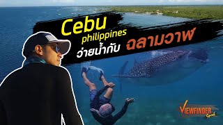 Cebu Philippines ว่ายน้ำกับฉลามวาฬ l Viewfinder Special