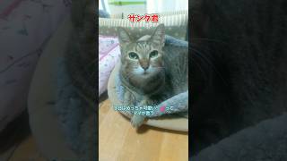 ママが言ったこと #サンタ君  #流行りのやつ #可愛い #猫のいる暮らし