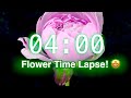 4-Minute Timer with Music | Stunning Flower Bloom Time Lapse for Classroom Focus