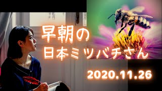 早朝の日本ミツバチさん2020 11 26