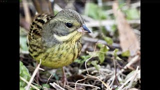 【4K】曇り空の野鳥撮影で人懐っこいアオジとジョウビタキに癒される（OM SYSTEM OM-1Ⅱ/M.ZUIKO DIGITAL ED 150-400mm F4.5 TC1.25x IS PRO）