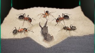 THE BRUTAL BATTLE OF THE ANTLION AND ANTS! [Live feeding!]