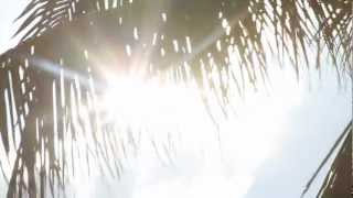 Coconut Tree Background (Plate) Stock Footage 1080p 24p