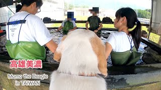 Momo the beagle learned about Taiwan's wild lotus.