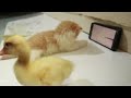 how cimi kitten and little duck reaction seeing the mouse on the screen so cute and funny