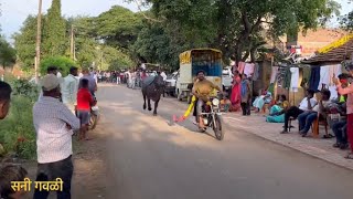 Bolwad Buffalo Race Miraj | सुरेंद्र वारे यांची म्हैस मिरज । @SunnyGavali