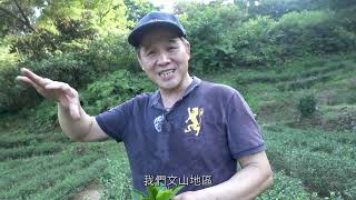 第三屆大和獎微電影徵選-阿嬤採過的那些安坑茶】