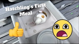 How I Feed My Hatchlings With High Success !! Feeding Ball Python Tips