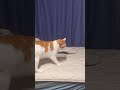 突然の大雨に怯える猫 shorts