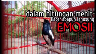 SUARA BURUNG KACER GACOR KONSLET ampuh buat PANCINGAN KACER apapun langsung EMOSI