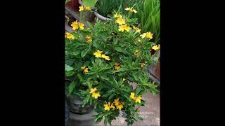 6 varieties of Crossandra in my garden / మాతోటలో 6 రకాల కనకాంబరాలు 🤩