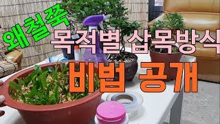 왜철쭉분재 목적별 삽목방식이 다르다.비법공개 bonsai Cutting ウェチョルチュク