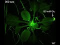 glutamate induced systemic ca2 signal propagation in arabidopsis.