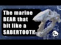 The weird biomechanics of Kolponomos | Collecting clams like a sabertooth cat!