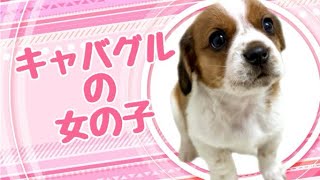 ハーフ犬・キャバグルの子犬　（平野瓜破）