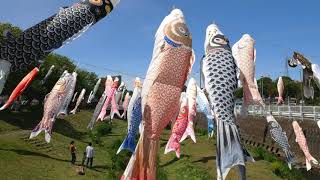 【恩曽川 約300旒の鯉のぼり (4K)】 神奈川県 厚木市 April 28, 2019 Carp streamers