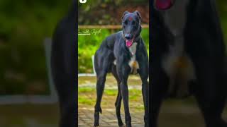 Dog Race |Dog Race Lover's  |श्वान शर्यत |श्वान पालन #dograce #short #youtubeindia