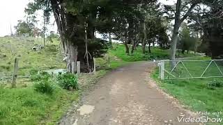 Picking Daffodils, Carterton, New Zealand.