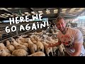 Lamb trade is down!