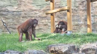 大きな竹の子とペットボトル・オランウータン