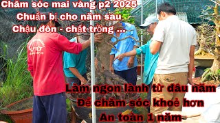 chăm sóc mai vàng p2 2025 , chinh chu , bài bản chuẩn bị cho năm mới