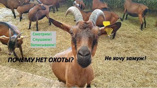 5 причин отсутствия охоты у коз