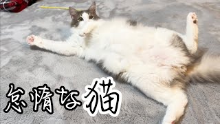 猫じゃらしに徐々に飽きて最後はヘソ天で怠惰にじゃらされる猫がコチラ