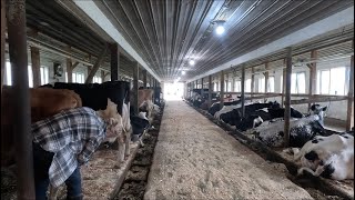 New heifers!! Morning milking on our 70 cow dairy farm…