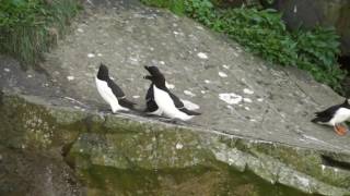 Razorbill