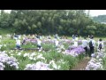 ときがわ花菖蒲まつり：流し踊り「玉川音頭」２０１２年