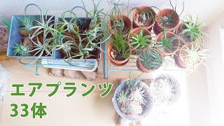 【エアプランツ】着生？鉢植え？我が家のチランジア13種33体の育て方と水やり方法