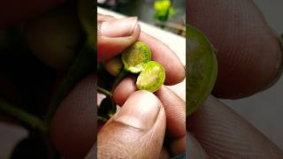 তিত বেগুন ফল #fruit #youtube #sorts