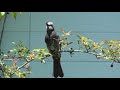 ヒヨドリの鳴き声（幼鳥）　brown eared bulbul（ young bird）