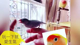 生氣了～ 😂 我家阿福（銀文）  My Pet Bird我的寵物鳥 マイペットバード