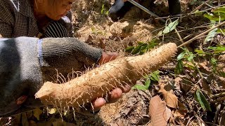 ยายหมวยเจอขุมทรัพย์ใต้ดินแล้ว!!! พายเรือขุดมันเดาะ มันแซง หัวใหญ่ๆ ริมห้วยสำราญ